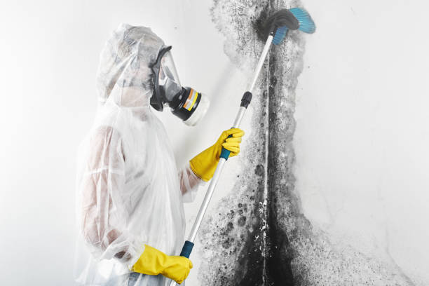 Best Water damage restoration mold remediation  in Shamokin, PA